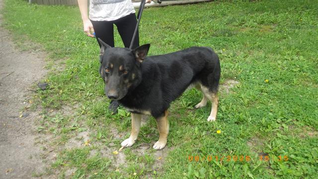 Shelter Stray Male Dog last seen Near , Indianapolis, IN 46221