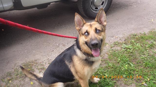 Shelter Stray Female Dog last seen Near , Indianapolis, IN 46221