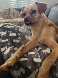 Reunited Female Dog last seen Unknown, Jackson, TN 38301