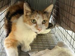Shelter Stray Female Cat last seen Near BLOCK WILSON AVE, PERRIS, CA, Perris, CA 92571