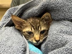 Shelter Stray Male Cat last seen , Sanford, FL 32773