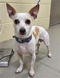 Shelter Stray Male Dog last seen BRIARCLIFFE ST, SANFORD, Sanford, FL 32773