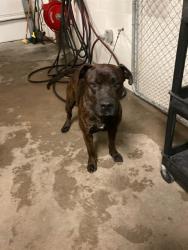 Shelter Stray Male Dog last seen Near BLOCK WOODROW, Olivette, MO 63132