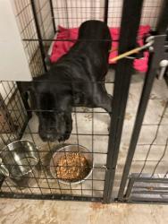 Shelter Stray Female Dog last seen Near BLOCK WOODROW, Olivette, MO 63132