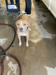 Shelter Stray Female Dog last seen Near BLOCK WOODROW, Olivette, MO 63132