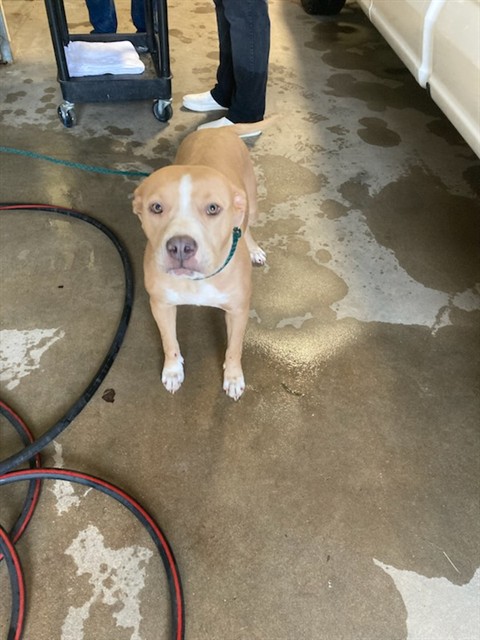 Shelter Stray Female Dog last seen Near BLOCK WOODROW, Olivette, MO 63132