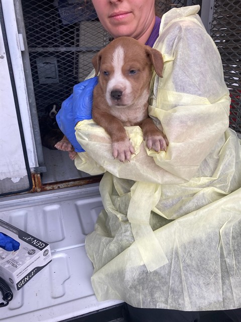 Shelter Stray Male Dog last seen Near BLOCK WOODROW, Olivette, MO 63132