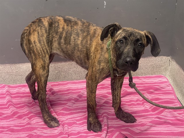 Shelter Stray Female Dog last seen Near BLOCK MONTGOMERY DR, TALLAHASSEE FL 32301, Tallahassee, FL 32311
