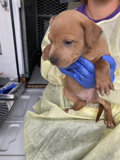 Shelter Stray Female Dog last seen Near BLOCK WOODROW, Olivette, MO 63132