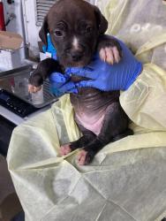 Shelter Stray Female Dog last seen Near BLOCK WOODROW, Olivette, MO 63132