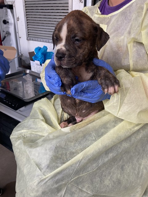 Shelter Stray Male Dog last seen Near BLOCK WOODROW, Olivette, MO 63132