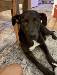 Reunited Female Dog last seen Near Haltwhistle St, Wake Forest, NC 27587