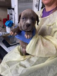 Shelter Stray Male Dog last seen Near BLOCK WOODROW, Olivette, MO 63132