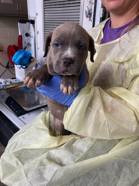 Shelter Stray Male Dog last seen Near BLOCK WOODROW, Olivette, MO 63132