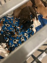 Shelter Stray Female Dog last seen Near BLOCK WOODROW, Olivette, MO 63132