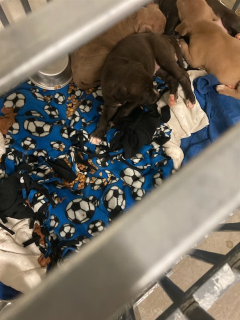 Shelter Stray Female Dog last seen Near BLOCK WOODROW, Olivette, MO 63132