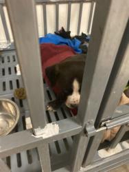 Shelter Stray Male Dog last seen Near BLOCK WOODROW, Olivette, MO 63132