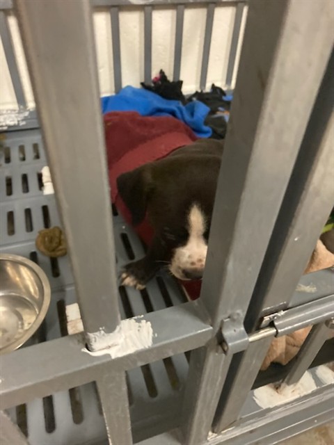 Shelter Stray Male Dog last seen Near BLOCK WOODROW, Olivette, MO 63132