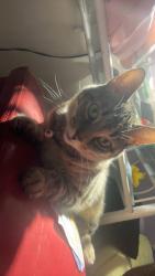 Lost Female Cat last seen E Dublin granvile Ed , Columbus, OH 43229