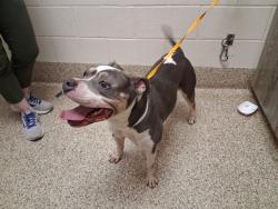 Shelter Stray Male Dog last seen UNKNOWN, Colorado Springs, CO 80905
