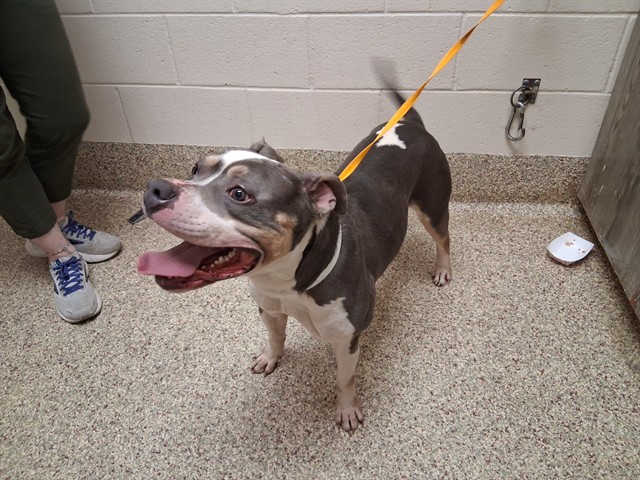 Shelter Stray Male Dog last seen UNKNOWN, Colorado Springs, CO 80905