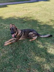 Lost Male Dog last seen Brown & Stapley, Mesa, AZ 85203