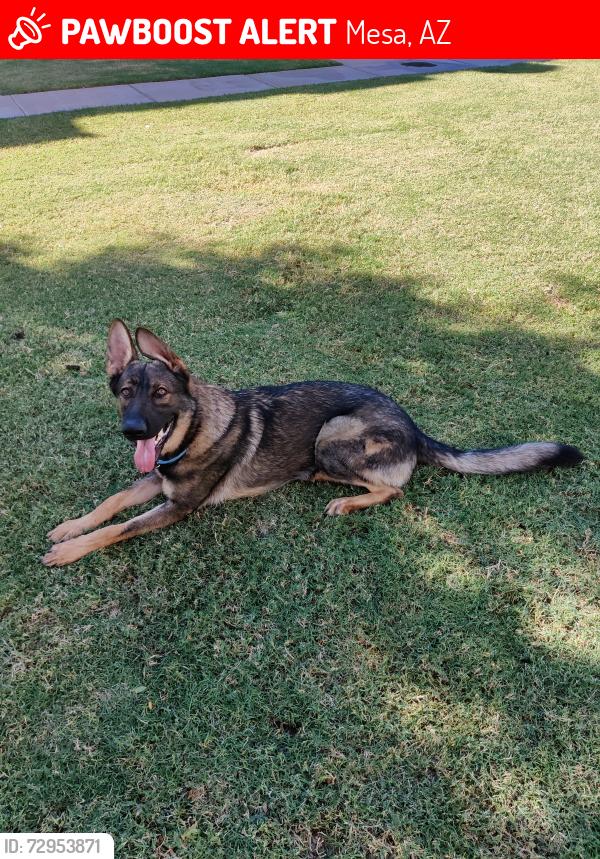 Lost Male Dog last seen Brown & Stapley, Mesa, AZ 85203
