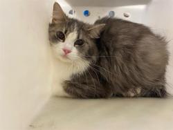 Shelter Stray Unknown Cat last seen Near BLOCK N 69TH ST, Milwaukee, WI 53215