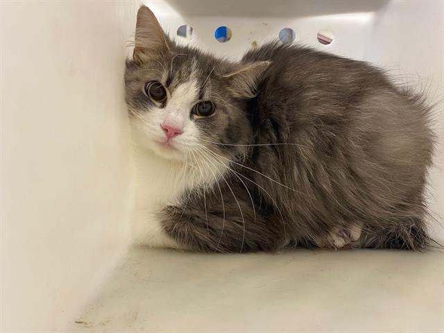 Shelter Stray Unknown Cat last seen Near BLOCK N 69TH ST, Milwaukee, WI 53215