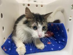 Shelter Stray Male Cat last seen Near BLOCK S 19TH ST, Milwaukee, WI 53215