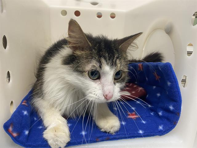 Shelter Stray Male Cat last seen Near BLOCK S 19TH ST, Milwaukee, WI 53215
