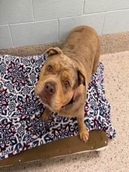 Shelter Stray Female Dog last seen 120TH AVE AND HWY 85, Brighton, CO 80601