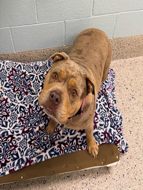 Shelter Stray Female Dog last seen 120TH AVE AND HWY 85, 12155 Park Blvd, Brighton, CO 80601, USA
