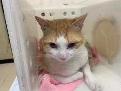 Shelter Stray Male Cat last seen Near BLOCK N 69TH ST, Milwaukee, WI 53215