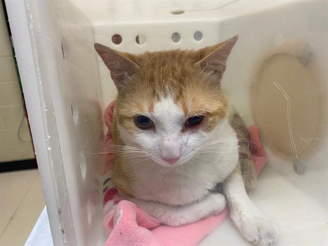 Shelter Stray Male Cat last seen Near BLOCK N 69TH ST, Milwaukee, WI 53215