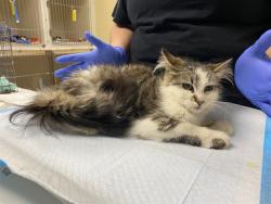 Shelter Stray Female Cat last seen Near BLOCK N 69TH ST, Milwaukee, WI 53215
