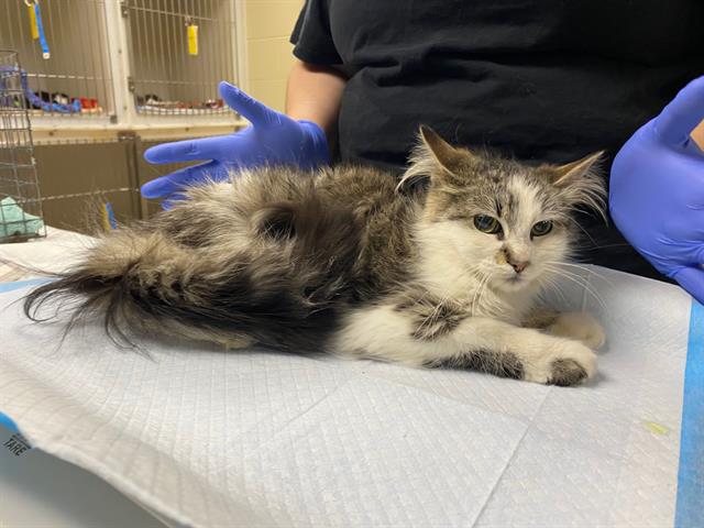 Shelter Stray Female Cat last seen Near BLOCK N 69TH ST, Milwaukee, WI 53215