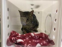 Shelter Stray Male Cat last seen Near BLOCK S 6TH ST, Milwaukee, WI 53215