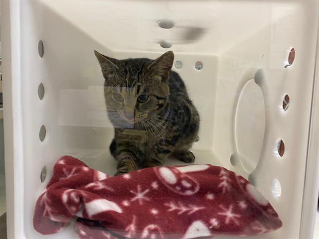 Shelter Stray Male Cat last seen Near BLOCK S 6TH ST, Milwaukee, WI 53215