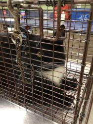Shelter Stray Unknown Cat last seen MURIEL AND COLORADO, Brighton, CO 80601