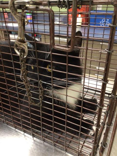 Shelter Stray Unknown Cat last seen MURIEL AND COLORADO, Brighton, CO 80601