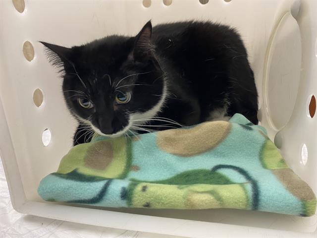 Shelter Stray Male Cat last seen 60TH KEEFE, Milwaukee, WI 53215