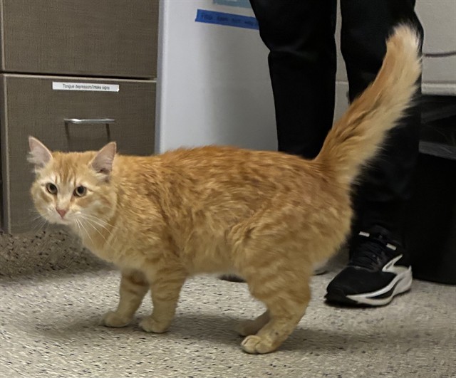 Shelter Stray Male Cat last seen Near BLOCK S 33RD AVE, Brighton, CO 80601