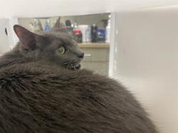 Shelter Stray Male Cat last seen 60TH KEEFE, Milwaukee, WI 53215