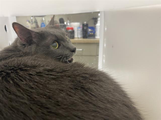 Shelter Stray Male Cat last seen 60TH KEEFE, Milwaukee, WI 53215