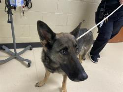 Shelter Stray Female Dog last seen Near BLOCK W MILL RD, Milwaukee, WI 53215