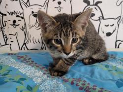 Shelter Stray Male Cat last seen , San Pedro, CA 90731