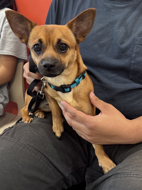 Shelter Stray Male Dog last seen Near BLOCK WILLISMORE DR, Watterson Park, KY 40218