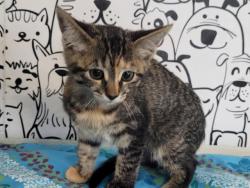 Shelter Stray Female Cat last seen , San Pedro, CA 90731
