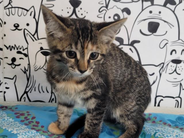 Shelter Stray Female Cat last seen , San Pedro, CA 90731